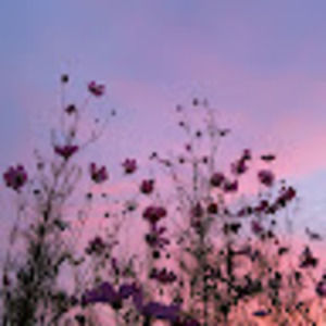 Meet your Posher, Angeli